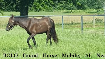 BOLO Found Horse Mobile, AL Near Shelby, NC, 28151